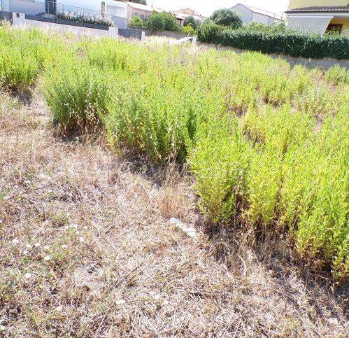 immagine annuncio 4 di 6