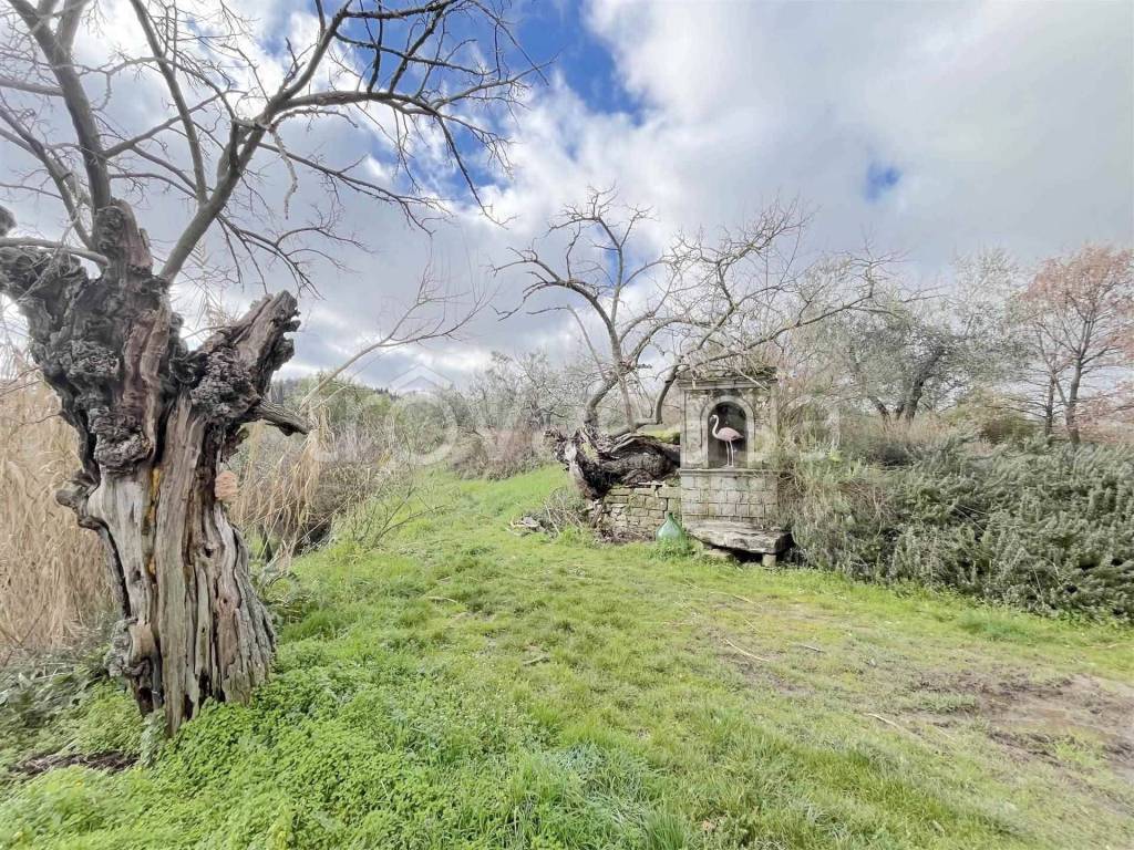 immagine annuncio 7 di 12