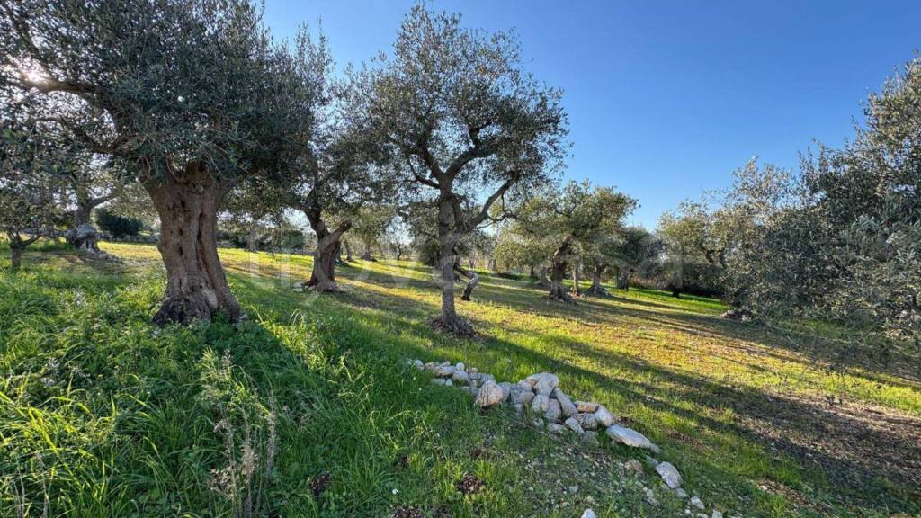 immagine annuncio 11 di 14