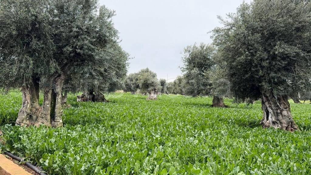 immagine annuncio 2 di 12