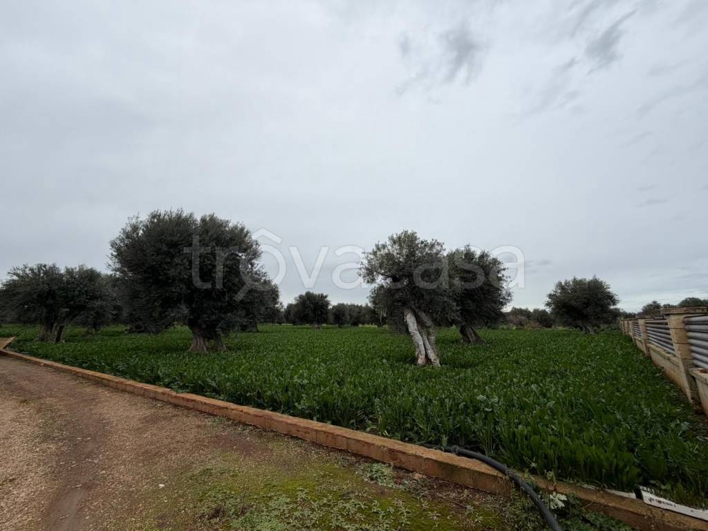 immagine annuncio 4 di 12