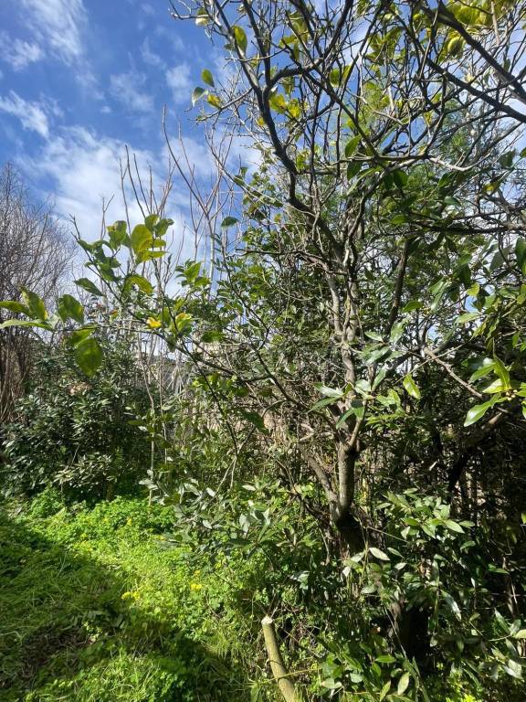 immagine annuncio 4 di 6