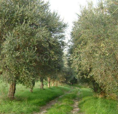 immagine annuncio 3 di 4