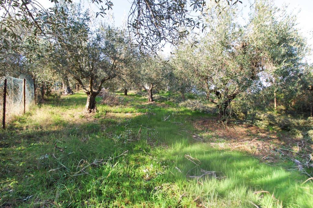 immagine annuncio 9 di 12