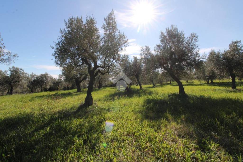 immagine annuncio 1 di 13