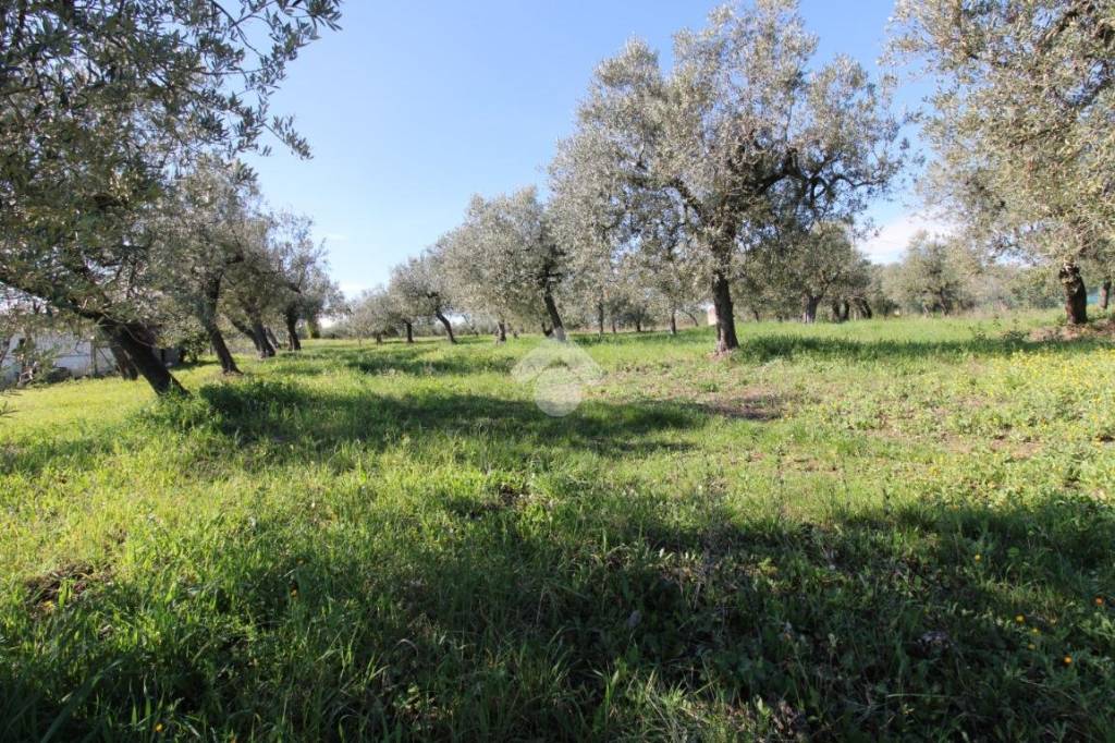 immagine annuncio 5 di 13