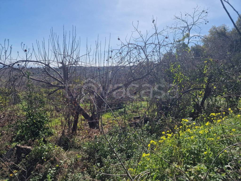 immagine annuncio 10 di 14