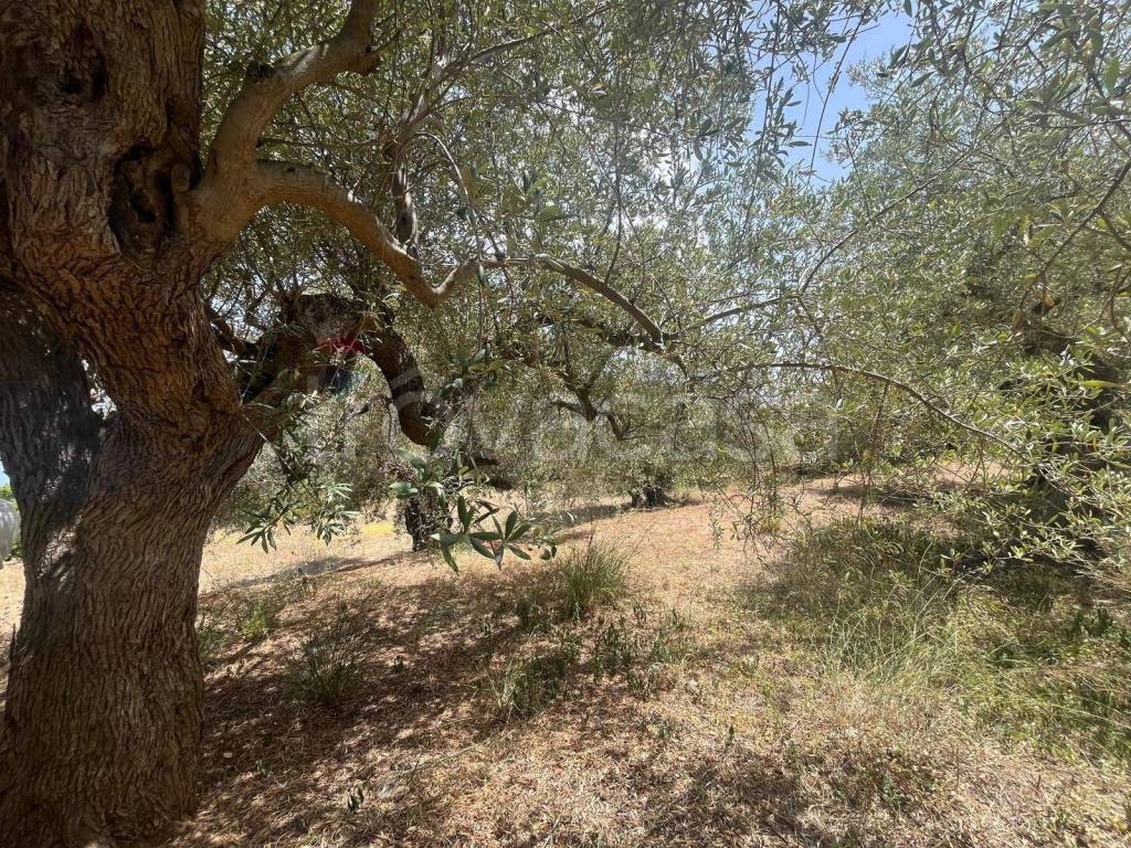 immagine annuncio 11 di 13