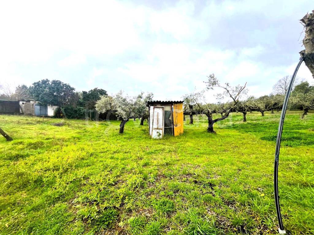 immagine annuncio 5 di 9