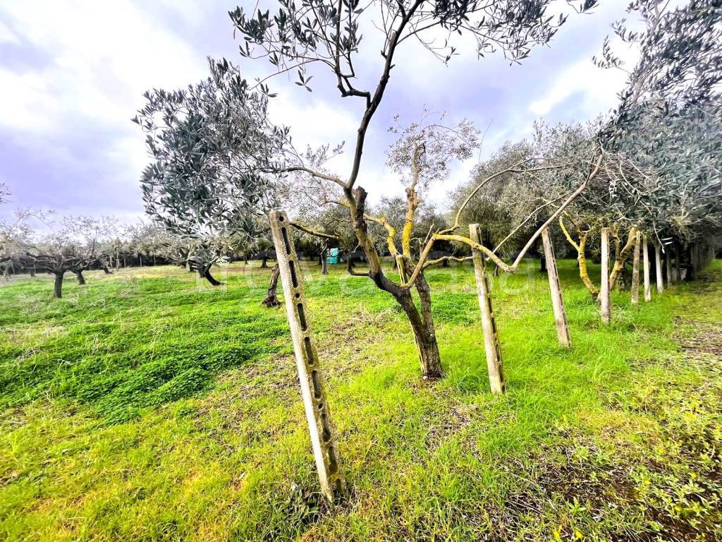 immagine annuncio 6 di 9