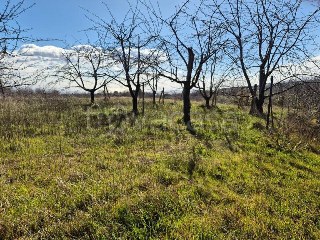 immagine annuncio 4 di 12