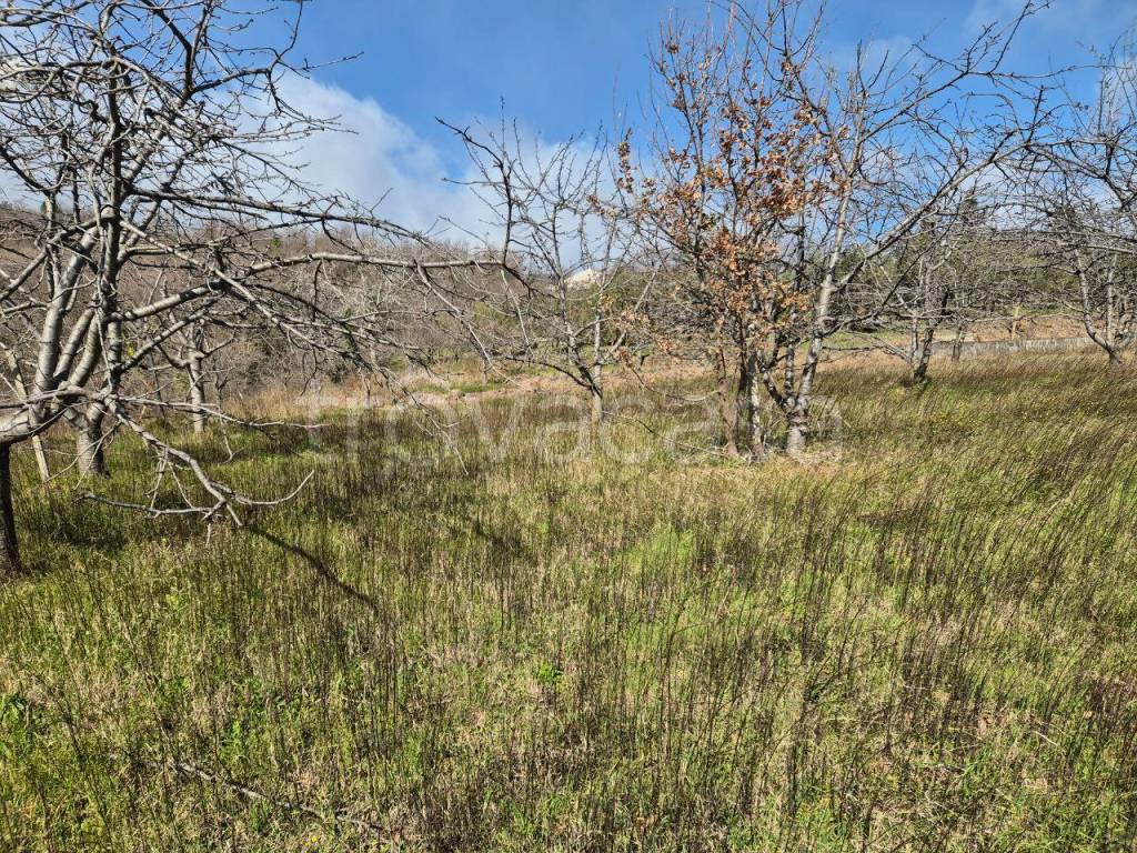 immagine annuncio 8 di 12