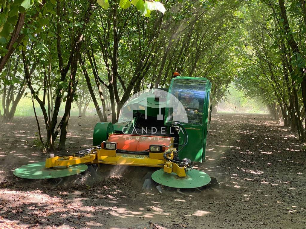 immagine annuncio 9 di 15