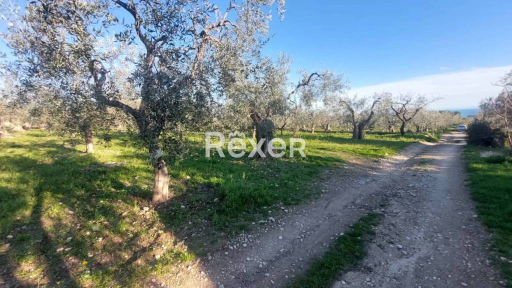 immagine annuncio 5 di 7