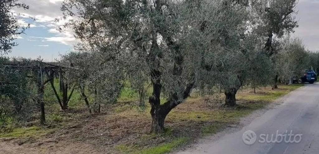 immagine annuncio 2 di 6