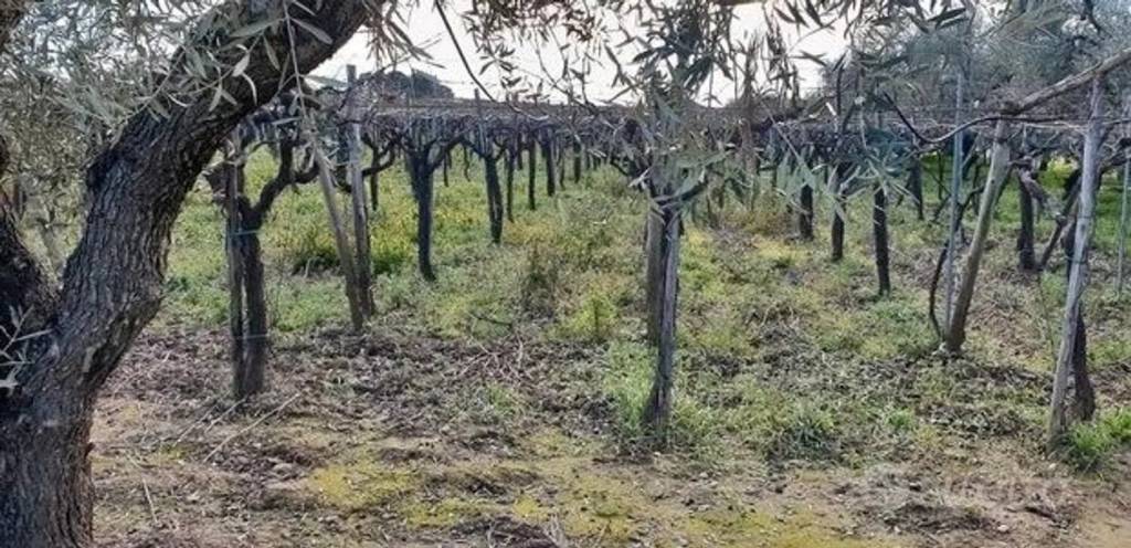 immagine annuncio 5 di 6