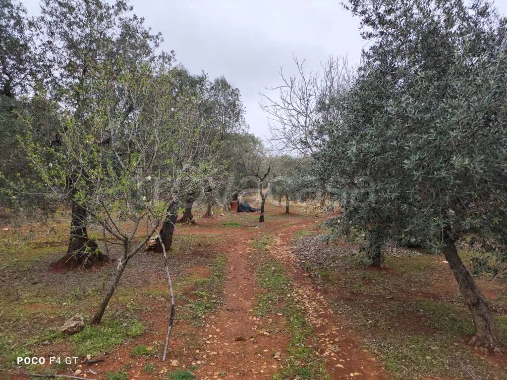 immagine annuncio 3 di 8