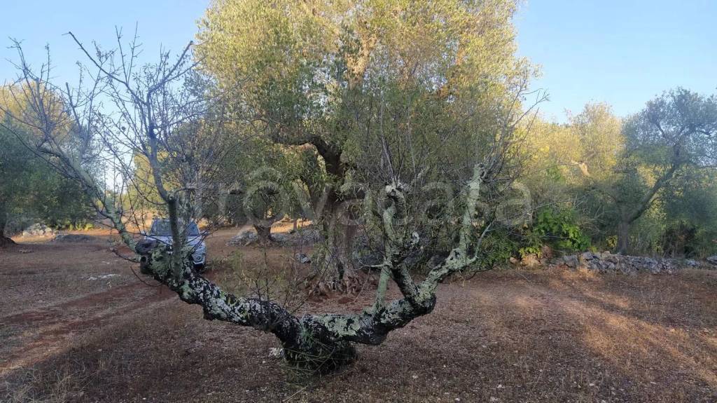 immagine annuncio 3 di 7