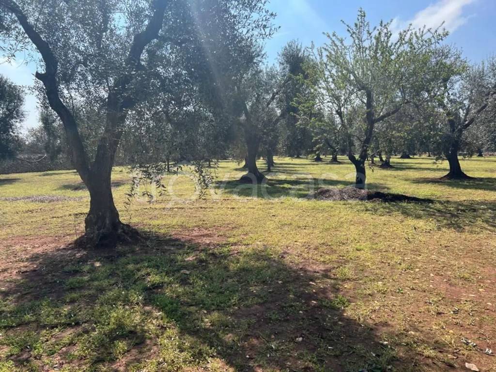 immagine annuncio 4 di 8