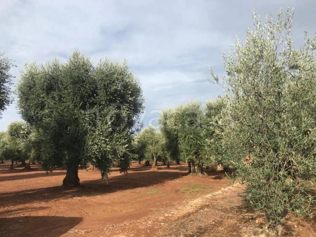 immagine annuncio 7 di 8