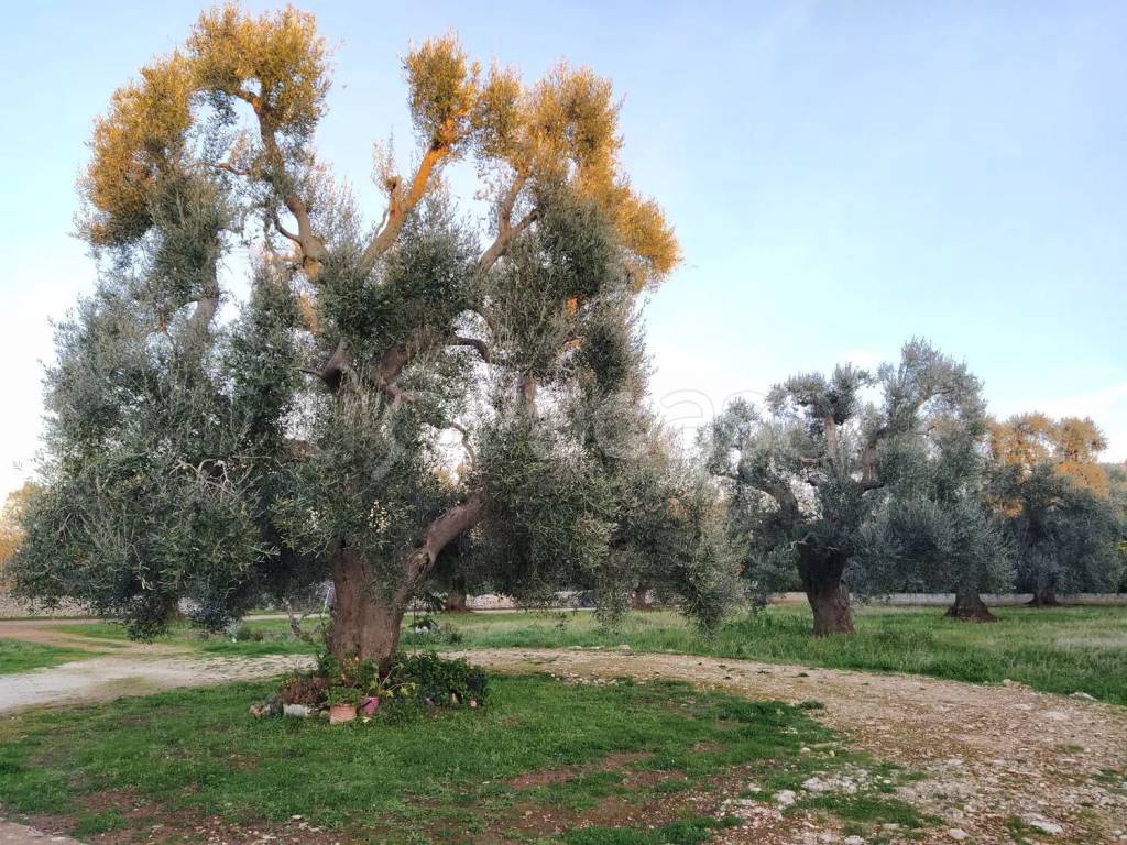 immagine annuncio 5 di 12