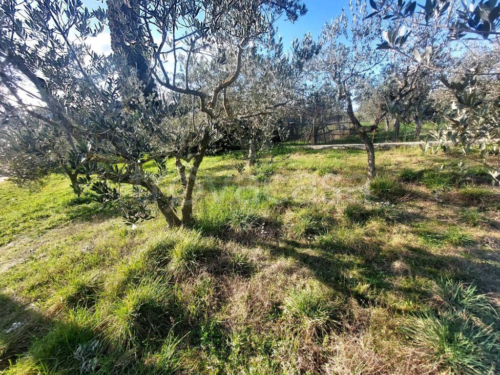 immagine annuncio 11 di 15