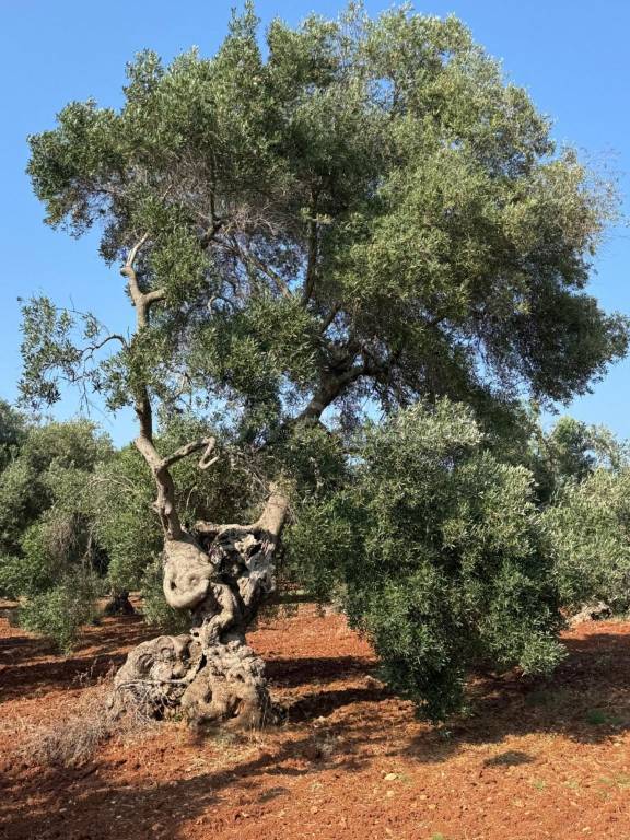 immagine annuncio 6 di 13