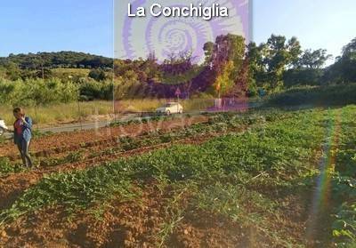 immagine annuncio 10 di 13