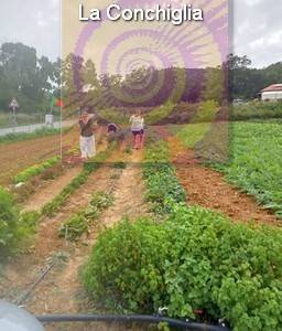 immagine annuncio 11 di 13