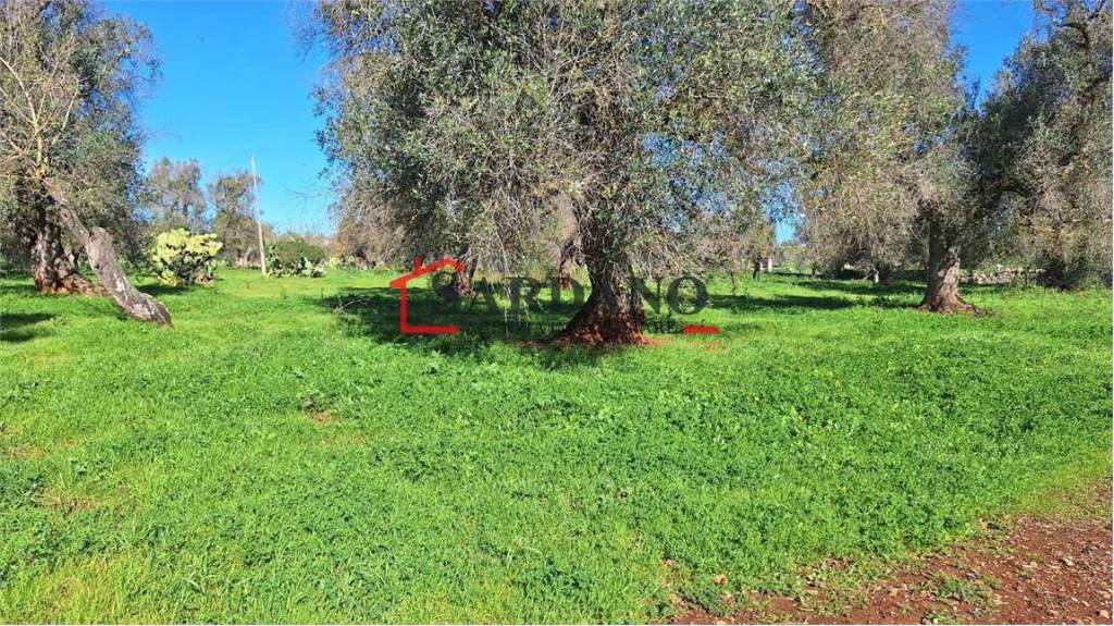 immagine annuncio 4 di 8