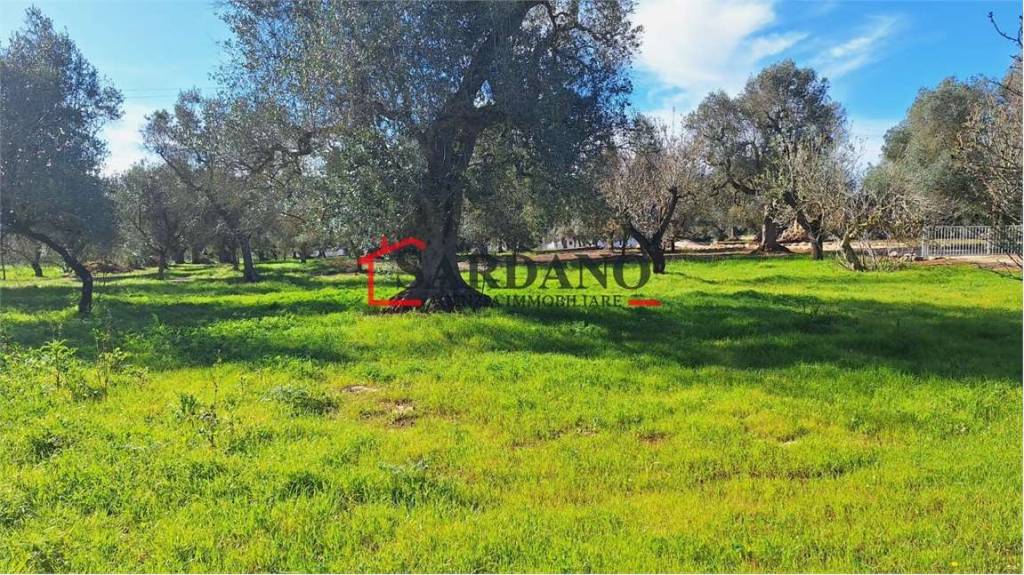 immagine annuncio 5 di 8