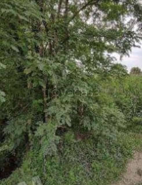 immagine annuncio 3 di 8