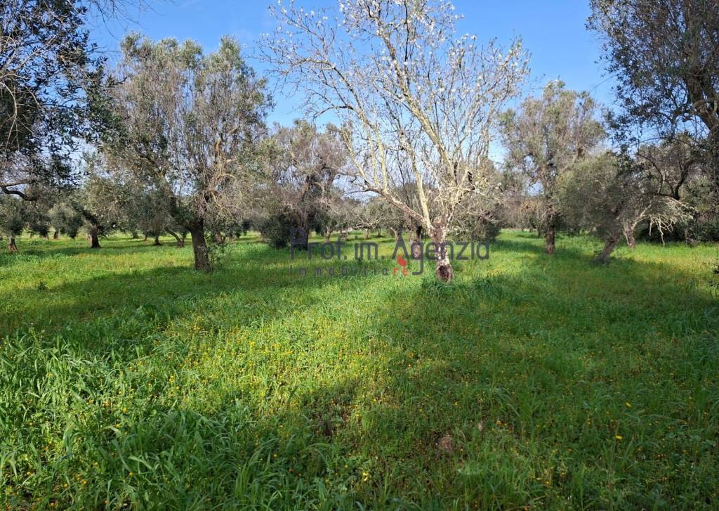 immagine annuncio 12 di 14