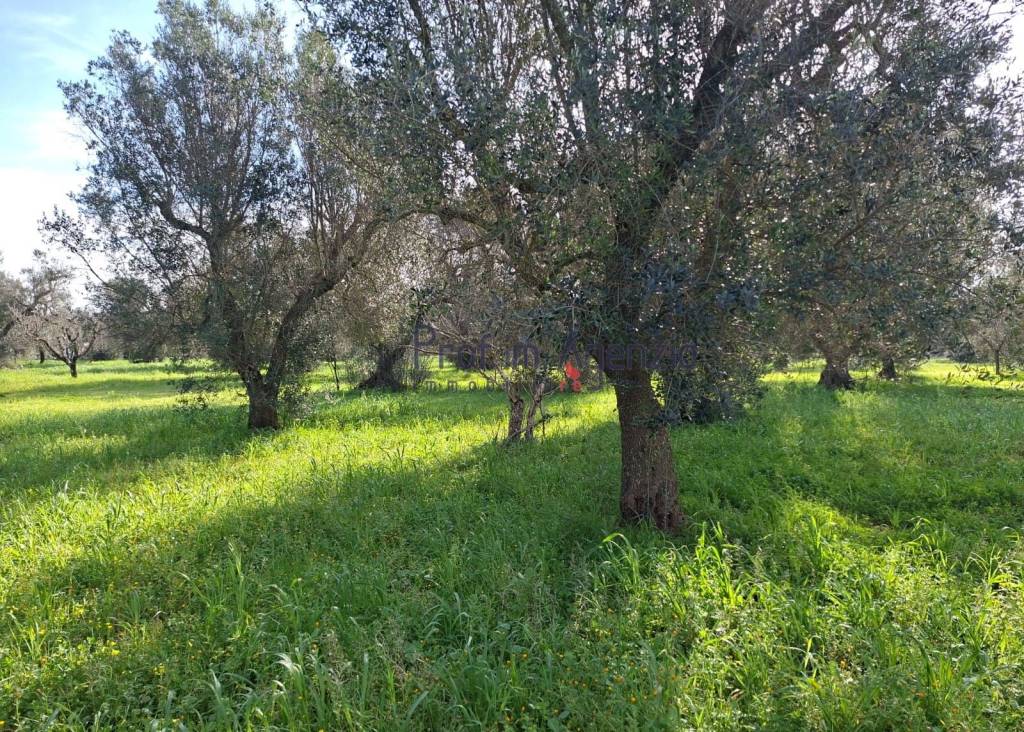 immagine annuncio 13 di 14