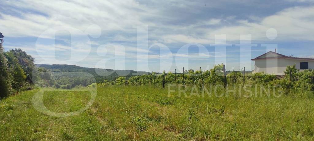 immagine annuncio 3 di 6