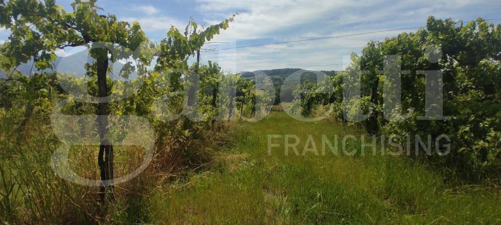 immagine annuncio 4 di 6