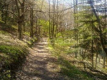 immagine annuncio 10 di 12