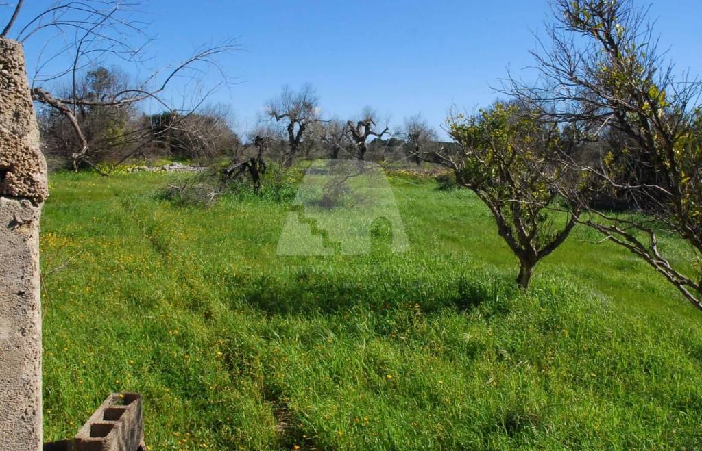 immagine annuncio 11 di 12