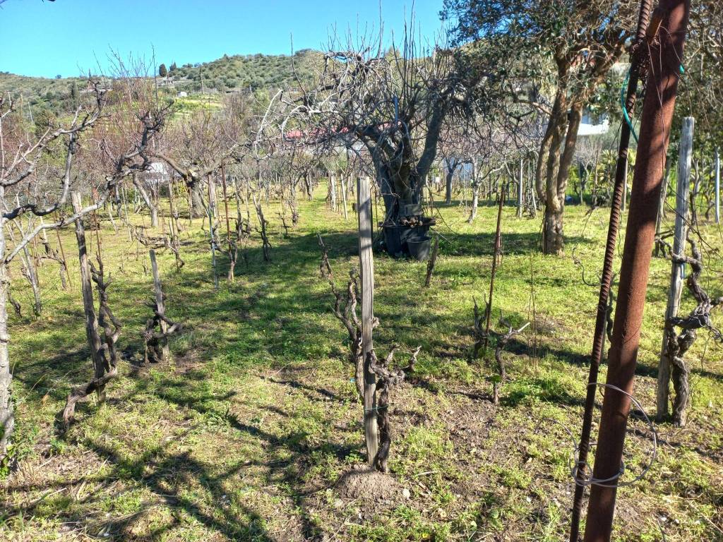 immagine annuncio 4 di 13