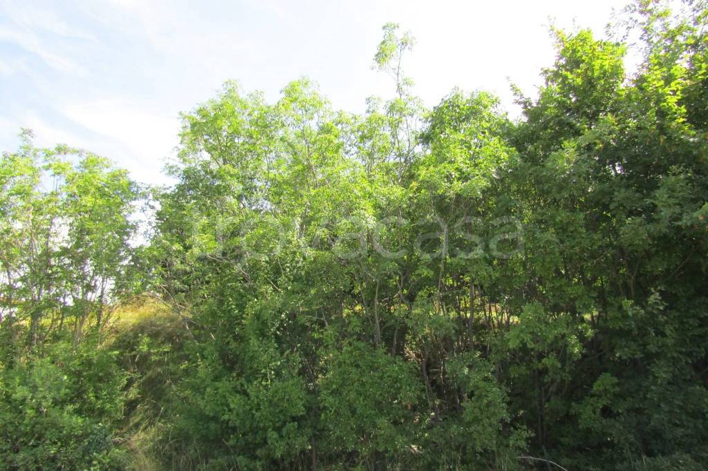 immagine annuncio 7 di 8