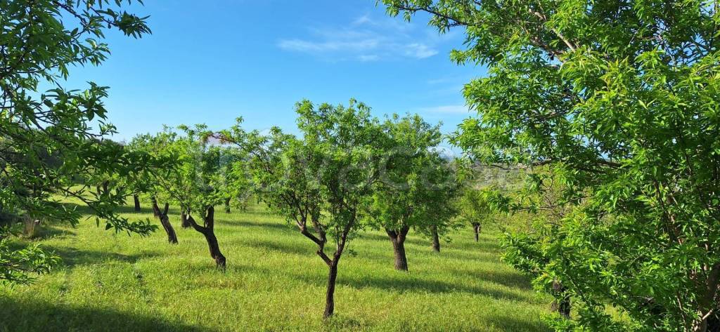 immagine annuncio 6 di 13