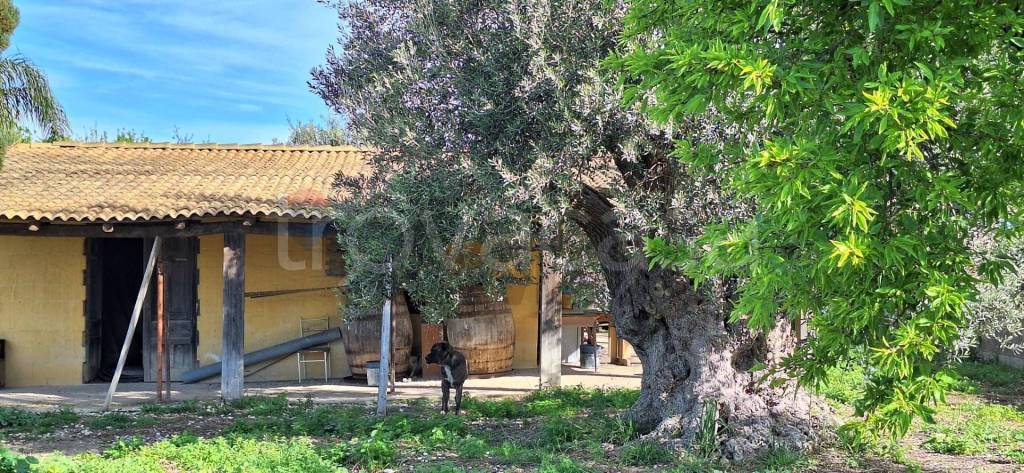 immagine annuncio 10 di 13