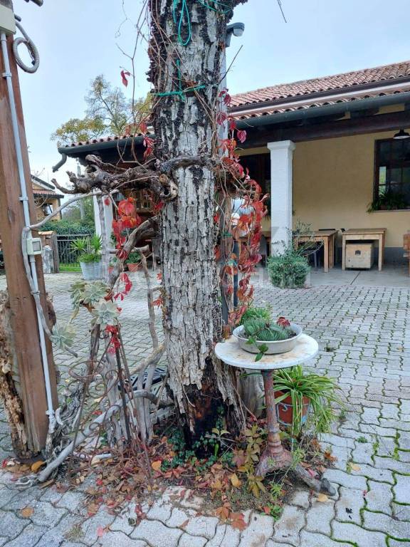 immagine annuncio 4 di 15