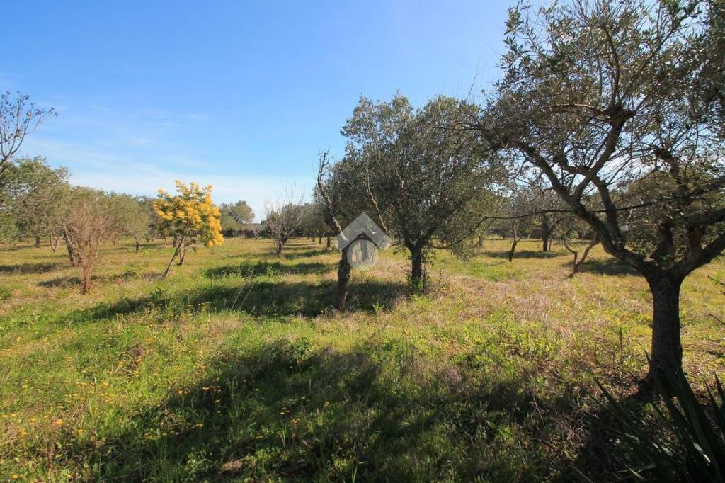 immagine annuncio 3 di 6