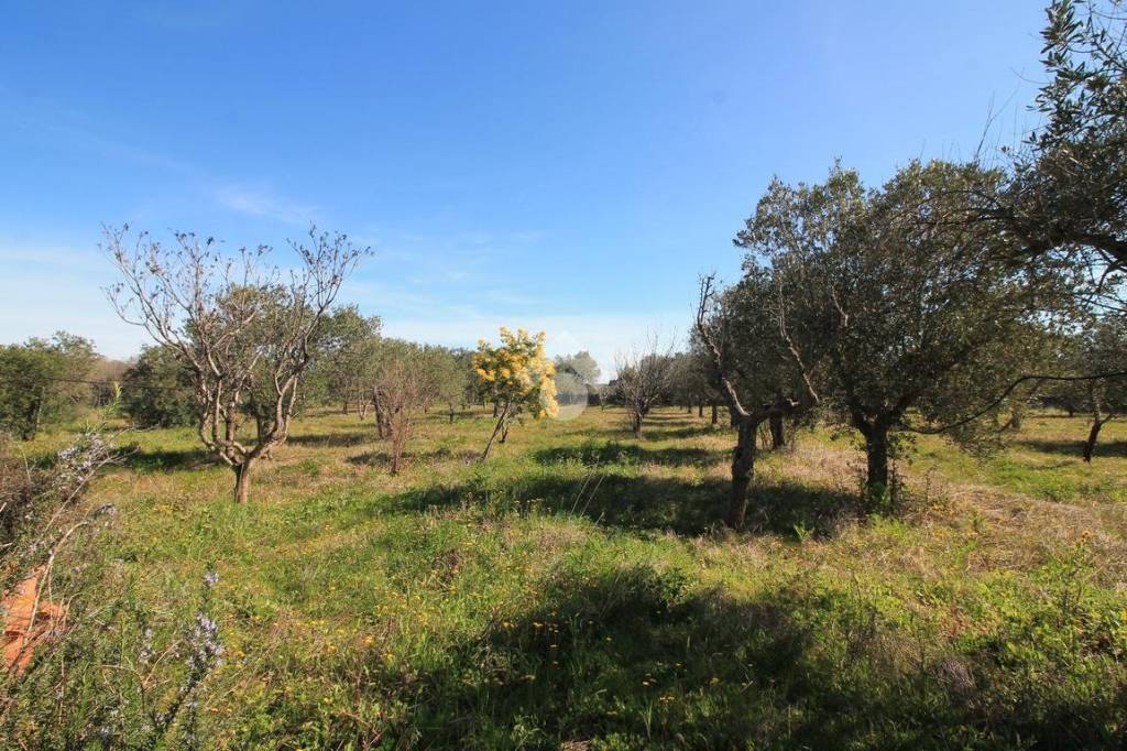 immagine annuncio 4 di 6