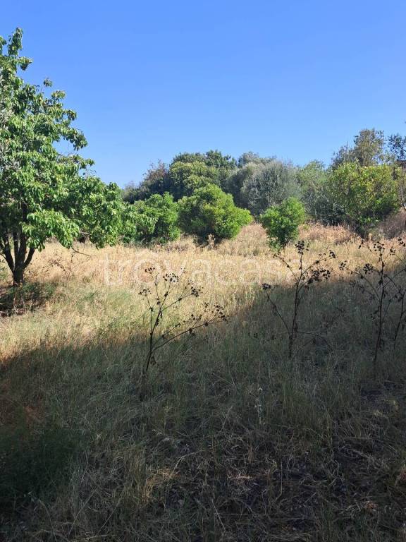 immagine annuncio 4 di 11