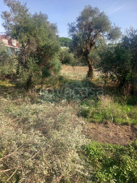 immagine annuncio 9 di 12