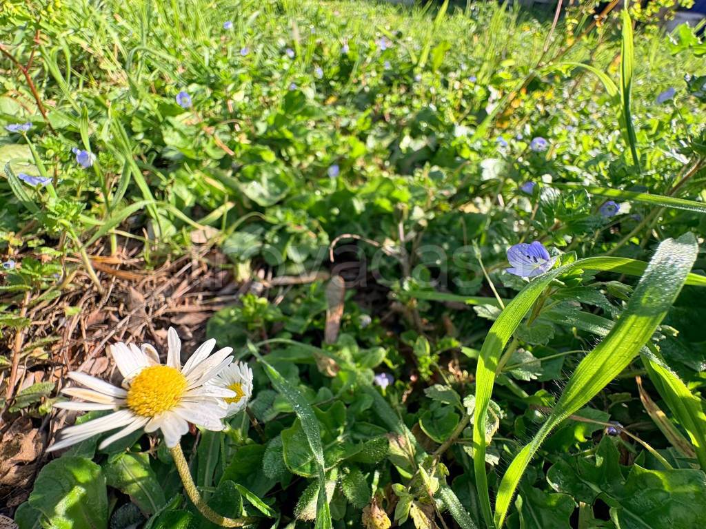 immagine annuncio 7 di 8