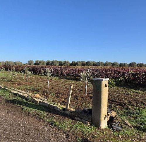 immagine annuncio 7 di 12