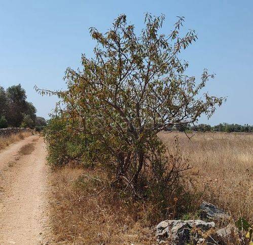 immagine annuncio 6 di 9